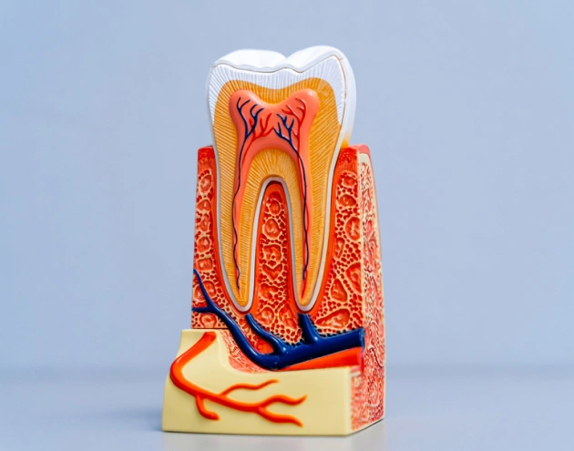 root-canal-endodontics-in-fort-lauderdale